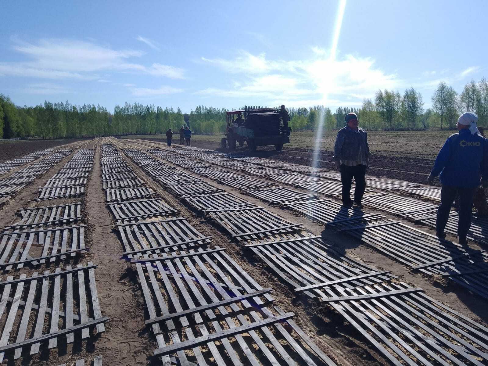 В Республике Башкортостан продолжаются работы в лесных питомниках и в теплицах