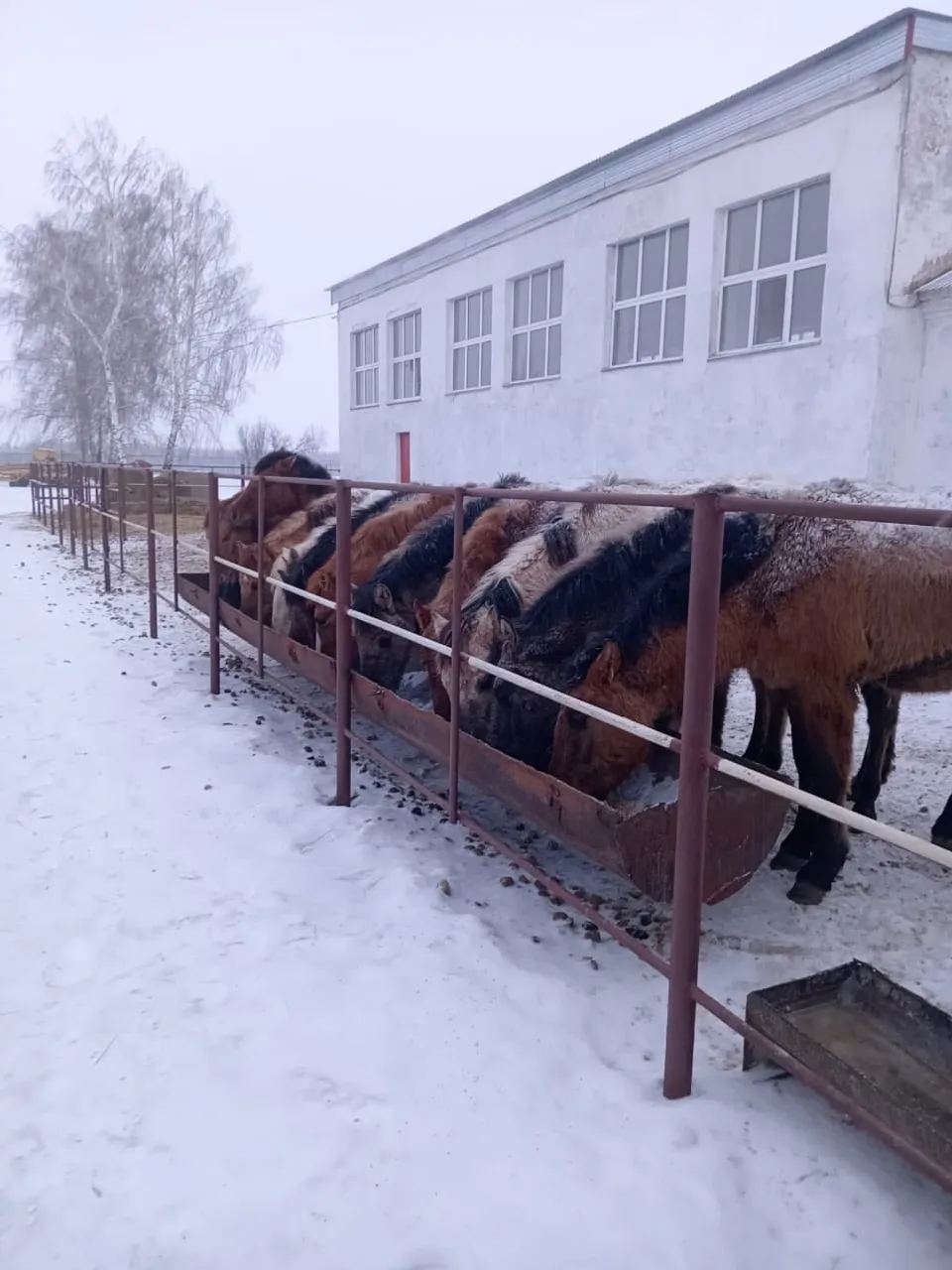 Йәштәр булғанда – ауыл йәшәр